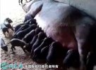 2021年8月14日太湖猪生猪价格行...