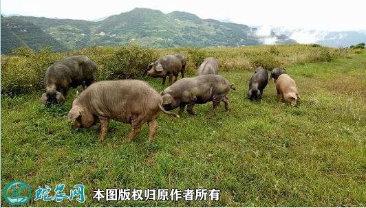 2021年8月14日乌金猪生猪价格行情、今日乌金猪多少钱一斤？