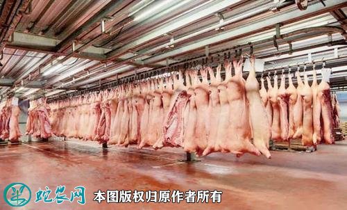 2021年8月14日白条猪价格行情、今日白条猪肉多少钱一斤?