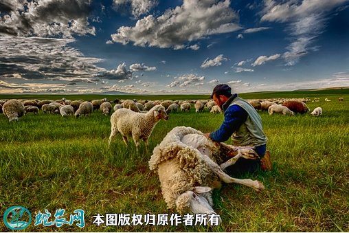 2021年8月19日羊毛价格行情、今日羊毛多少钱一斤?