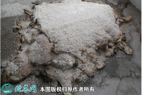 2021年8月19日羊皮价格行情、今日羊皮、羊脸皮多少钱一斤?