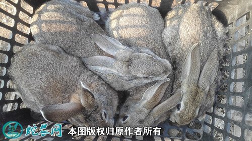 2021年8月20日思麻兔价格行情、今日思麻兔多少钱一只?