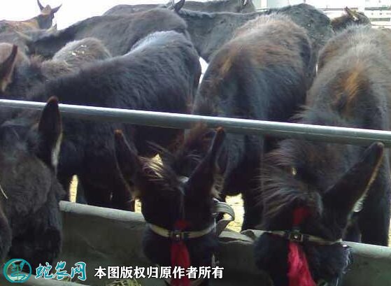 2021年8月20日肉驴价格行情、今日肉驴多少钱一头？