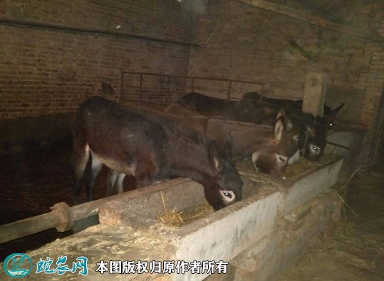 2021年8月20日育肥驴价格行情、今日育肥驴多少钱一头?