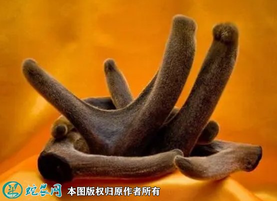 2021年8月21日鹿茸价格行情、今日鹿茸多少钱一克?