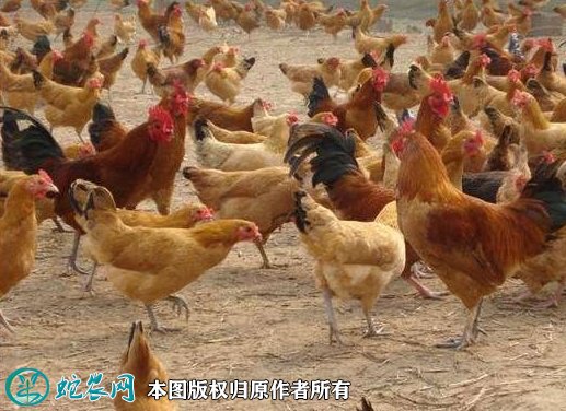 2021年8月21日毛鸡价格行情、今日肉毛鸡多少钱一斤?