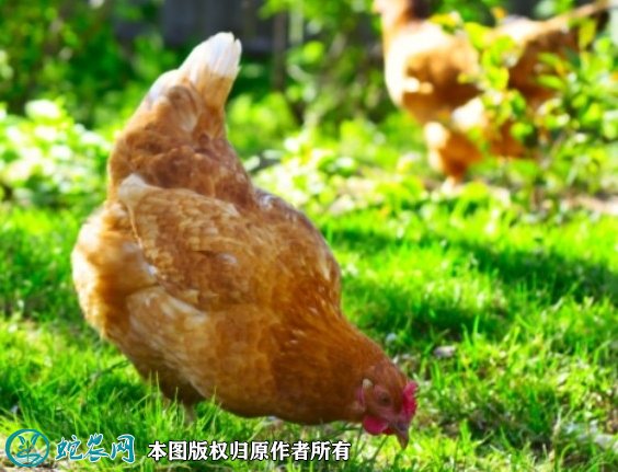 2021年8月22日青年鸡价格行情、今日青年鸡多少钱一斤?