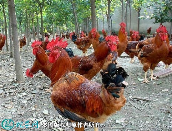2021年8月22日红公鸡价格行情、今日大红公鸡多少钱一斤?