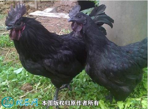 2021年8月22日乌鸡价格行情、今日乌骨鸡多少钱一斤?