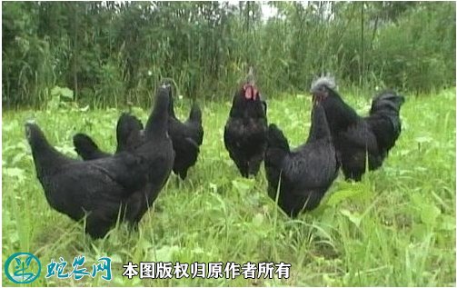 2021年8月22日黑羽乌鸡价格行情、今日黑羽乌骨鸡多少钱一斤?