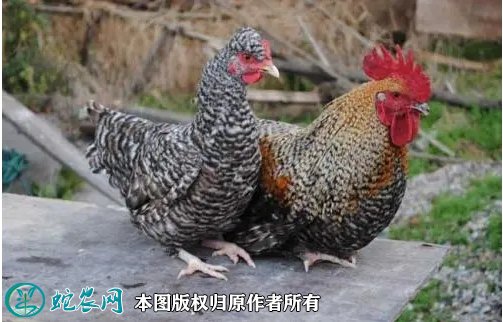 2021年8月22日芦花鸡价格行情、今日芦花鸡多少钱一斤?