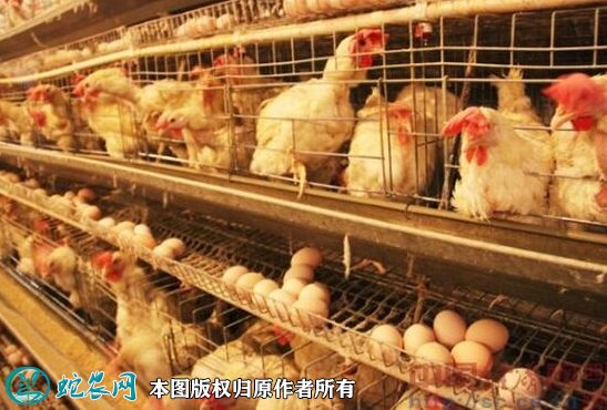 2021年8月22日蛋鸡价格行情、今日蛋鸡多少钱一斤？