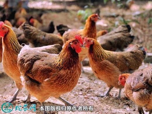 2021年8月22日南丹瑶鸡价格行情、今日南丹瑶鸡多少钱一斤?