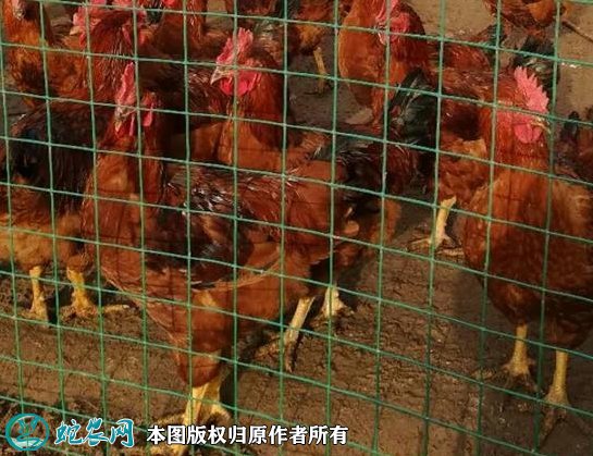 2021年8月22日九斤红鸡价格行情、今日九斤鸡多少钱一斤?