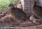 2021年8月22日山鸡价格行情、今...