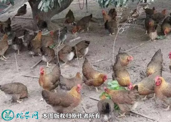 2021年8月22日麻鸡价格行情、今日各种麻鸡多少钱一斤?