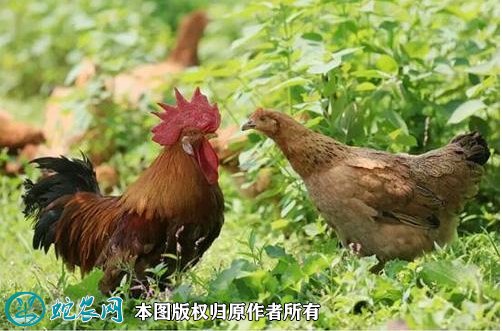 2021年8月22日麻黄鸡价格行情、今日麻黄鸡多少钱一斤?