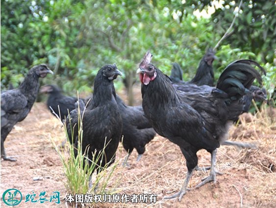 2021年8月22日黑鸡价格行情、今日黑鸡多少钱一斤?