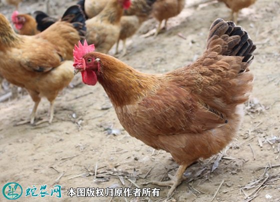 2021年8月22日文昌鸡价格行情、今日海南文昌鸡多少钱一斤?