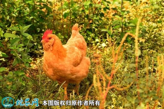 2021年8月22日胡须鸡价格行情、今日惠阳胡须鸡多少钱一斤?