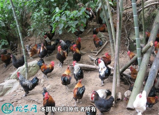 2021年8月22日龙胜凤鸡价格行情、今日龙胜凤鸡多少钱一斤?