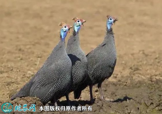 2021年8月22日珍珠鸡价格行情、今日珍珠鸡多少钱一斤?