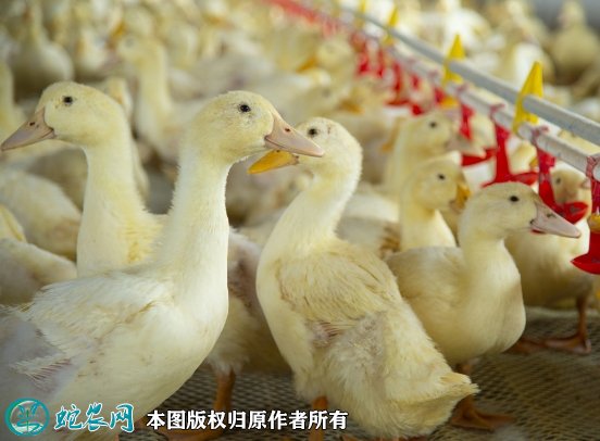 2021年8月23日肉鸭价格行情、今日肉鸭多少钱一斤？