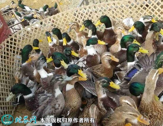 2021年8月23日绿头鸭价格行情、今日绿头鸭多少钱一斤?