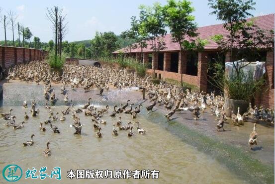 2021年8月23日蛋鸭价格行情、今日蛋鸭多少钱一斤?