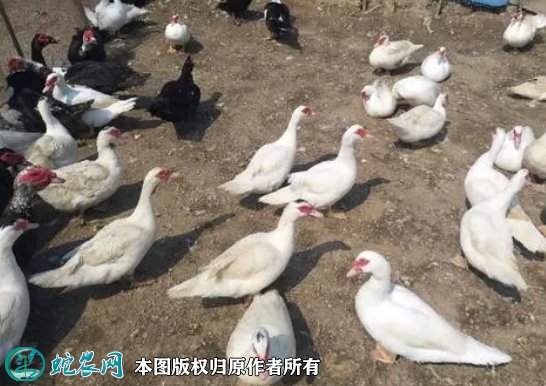 2021年8月23日番鸭价格行情、今日腾鸭、洋鸭子多少钱一斤?