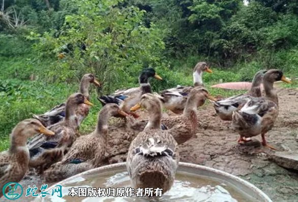 2021年8月23日老鸭价格行情、今日老鸭多少钱一斤?