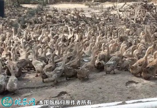 2021年8月23日淘汰鸭价格行情、今日淘汰肉种鸭多少钱一斤？