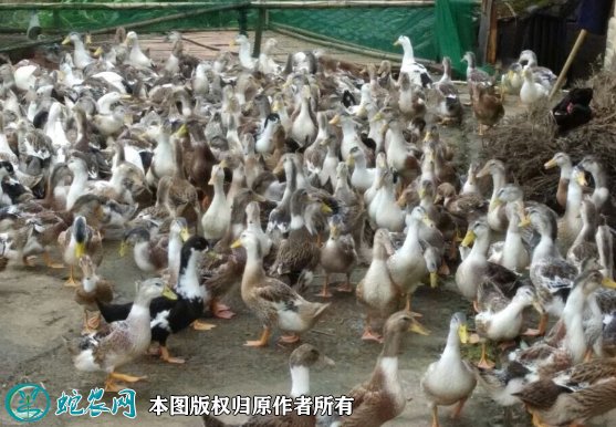 2021年8月23日花边鸭价格行情、今日花边鸭多少钱一斤?