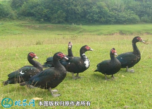 2021年8月23日洋鸭价格行情、今日洋鸭子多少钱一斤？