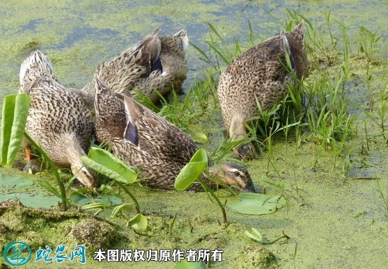 2021年8月23日土鸭价格行情、今日土鸭子多少钱一斤?