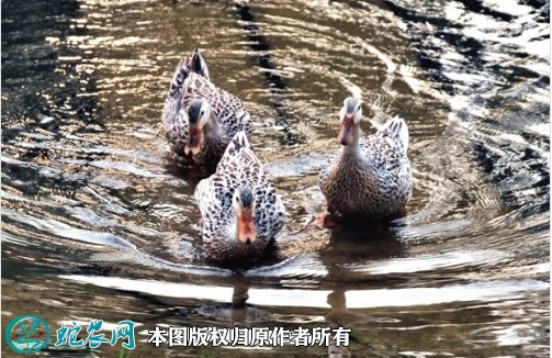 2021年8月23日香鸭价格行情、今日融水香鸭多少钱一斤?