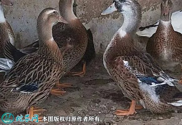 2021年8月23日杂交鸭价格行情、今日杂交鸭多少钱一斤？