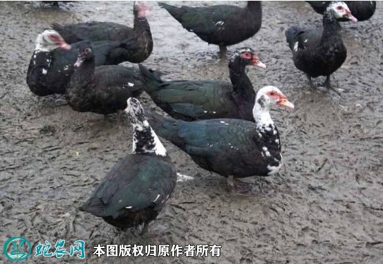 2021年8月23日玉土洋鸭价格行情、今日玉土番鸭多少钱一斤？