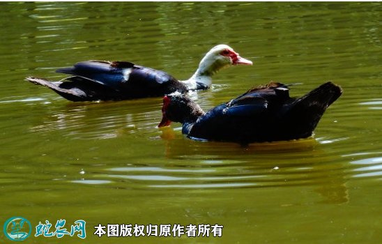 2021年8月23日鸳鸯鸭价格行情、今日鸳鸯鸭多少钱一斤？