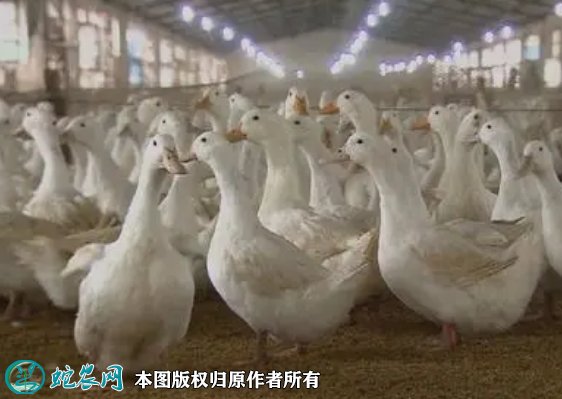 2021年8月23日樱桃谷鸭价格行情、今日樱桃谷鸭多少钱一斤?