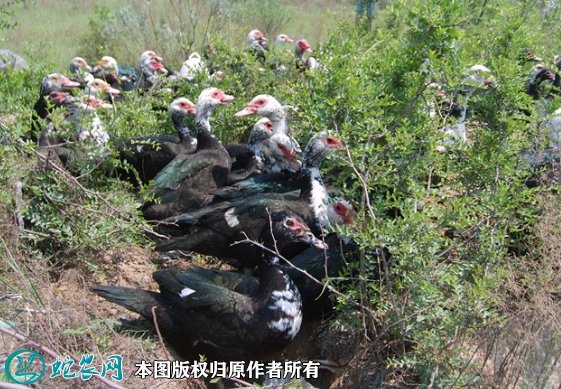 2021年8月23日火鸭价格行情、今日疣头鸭多少钱一斤?