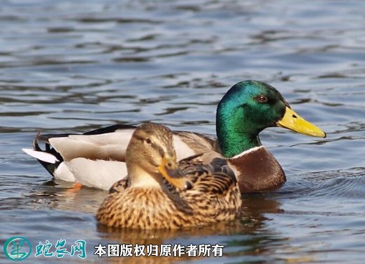 2021年8月23日野鸭价格行情、今日媒鸭多少钱一斤?