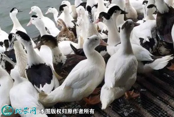 2021年8月23日骡鸭价格行情、今日骡鸭多少钱一斤?