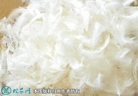 2021年8月23日鸭毛价格行情、今日鸭毛多少钱一斤?