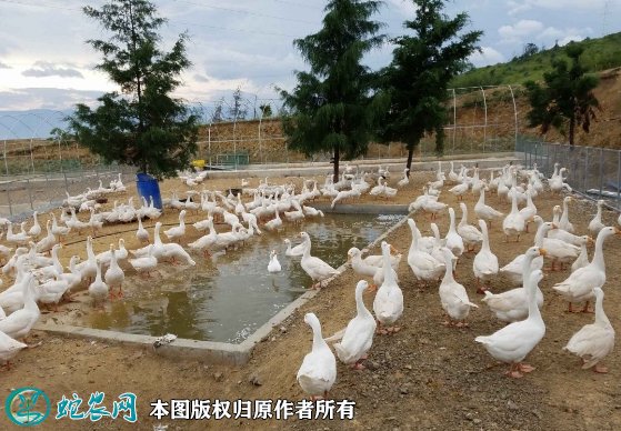 2021年8月24日肉鹅价格行情、今日肉鹅多少钱一斤？