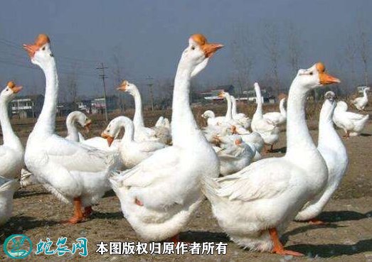 2021年8月24日白鹅价格行情、今日白鹅多少钱一斤？