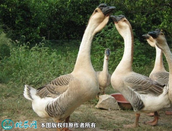 2021年8月24日狮头鹅价格行情、今日饶平狮头鹅、杂交狮头鹅多少钱一斤?