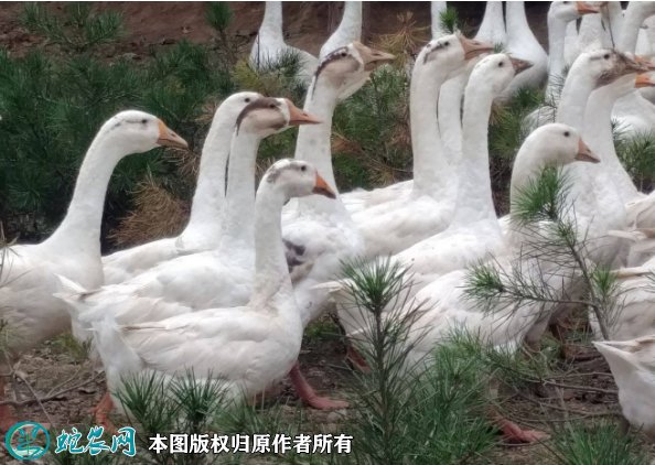 2021年8月24日三花鹅价格行情、今日大三花鹅、三花杂交鹅多少钱一斤?