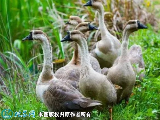 2021年8月24日灰鹅价格行情、今日灰鹅多少钱一斤?