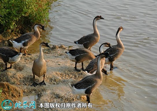 2021年8月24日马冈鹅价格行情、今日马岗肉鹅多少钱一斤?